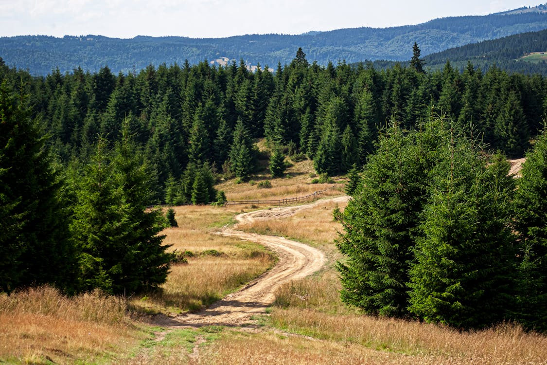 A winding dirt path runs through a grassy field surrounded by dense evergreen trees, with a backdrop of rolling hills and distant mountains under a cloudy sky.