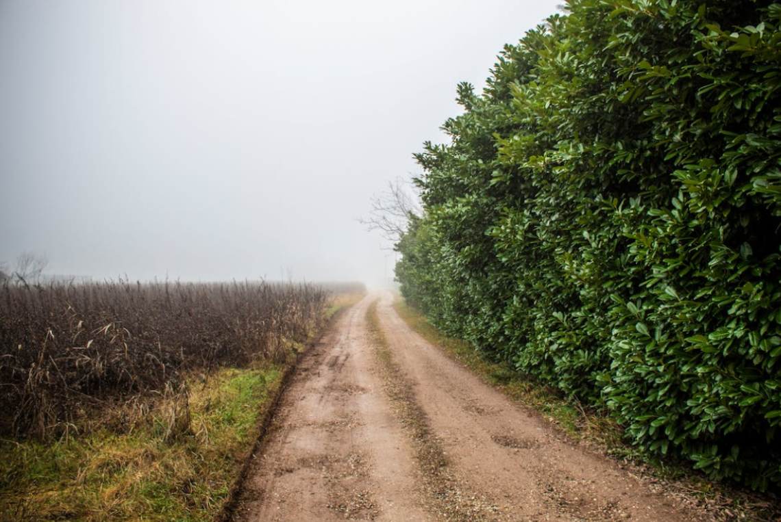 A dirt road runs between a green hedge on the right and dry grass on the left, disappearing into the foggy distance.